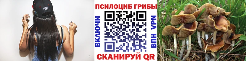 Псилоцибиновые грибы Psilocybine cubensis  Кириши 